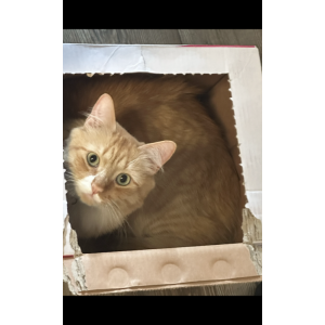Lost Cat Orangie