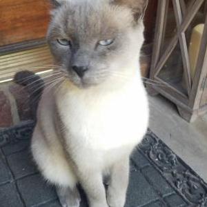 Lost Cat Parker