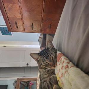 Lost Cat Sammy