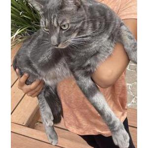Lost Cat Splish