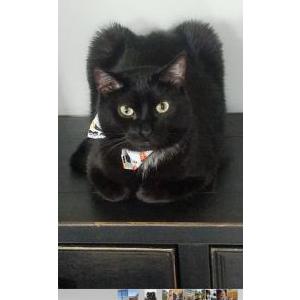 Lost Cat Larry