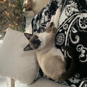 Lost Cat Cecelia