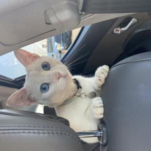 Lost Cat Atticus