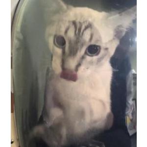 Lost Cat Romeo