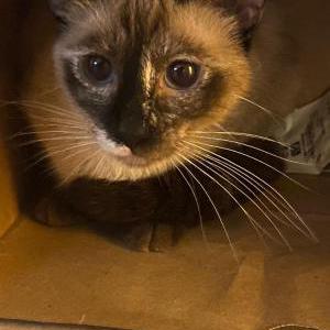 Image of Storm, Lost Cat