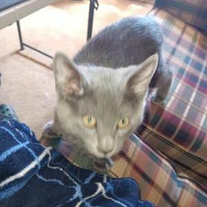 Lost Cat Dare