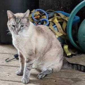 Lost Cat Cy
