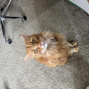 Found Cat Stray Boy