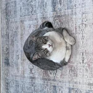 Lost Cat Leo