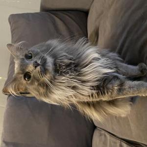 Lost Cat Sasha