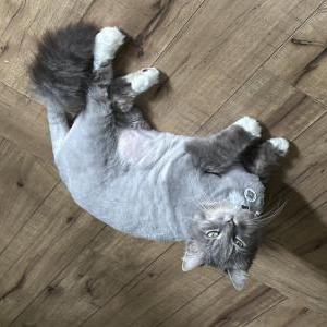 Lost Cat Nugget
