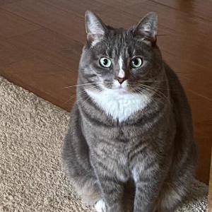 Lost Cat Lilly