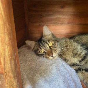 Image of Unknown, Found Cat