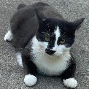 Found Cat Unknown