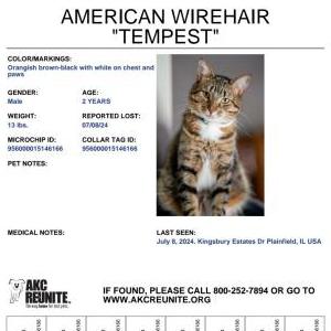 Lost Cat Tempest