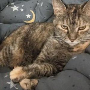 Lost Cat Lilah