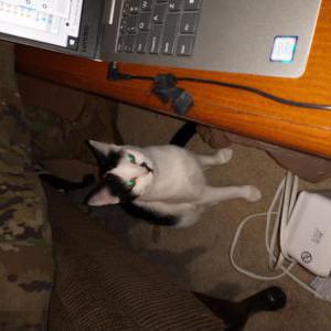 Lost Cat Whitey