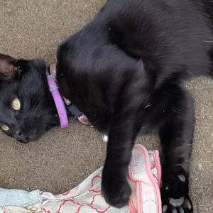 Lost Cat Hissy