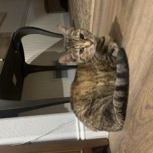 Image of Princess, Lost Cat