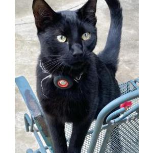 Lost Cat Crumb