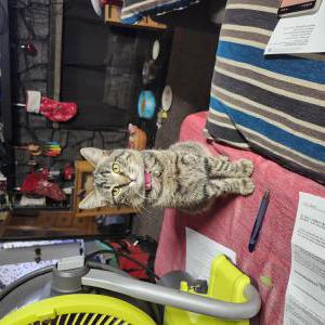 Lost Cat Mickee