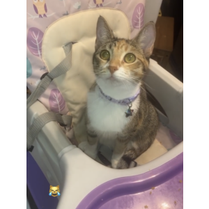 Lost Cat Amethyst