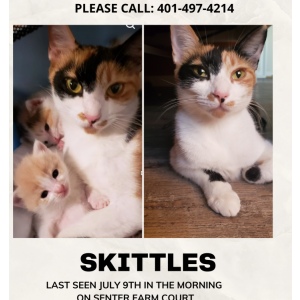 Lost Cat Skittles