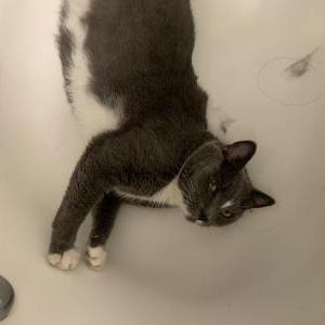 Found Cat unknown