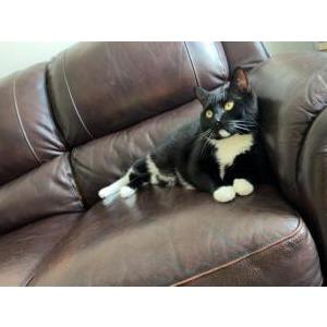 Lost Cat CJ