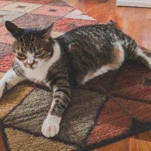 Image of Riley, Lost Cat