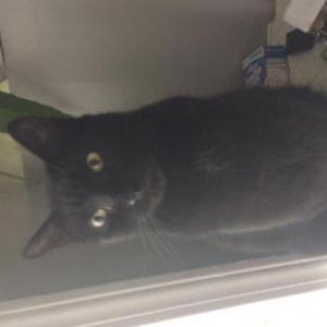 Lost Cat Gacek  STILL MISSING