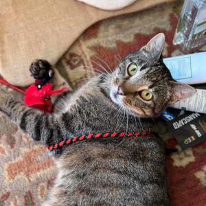 Lost Cat Carlisle