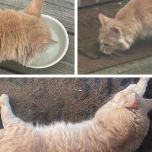 Found Cat Unknown