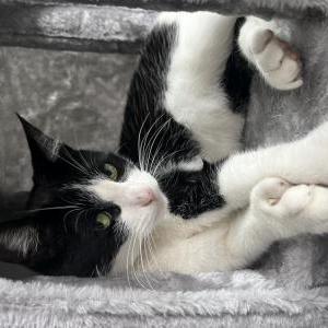 Lost Cat Toes