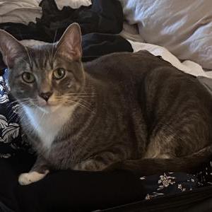 Lost Cat Luke