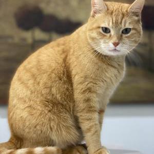 Lost Cat Brad