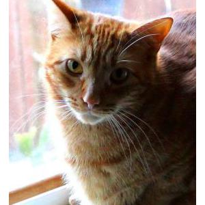 Lost Cat Beauregard