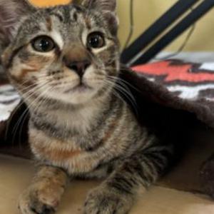 Lost Cat Celestina (Celi)
