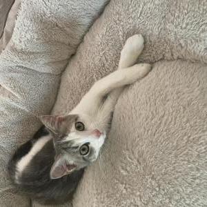Lost Cat Pascal