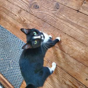 Found Cat Unknown
