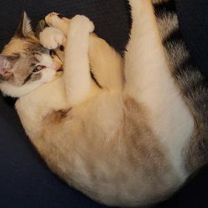 Lost Cat Winter