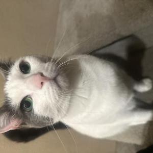 Lost Cat Anala