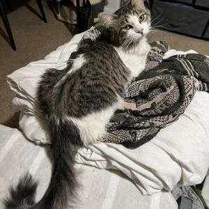 Lost Cat Ron