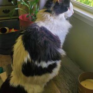 Lost Cat Kitty
