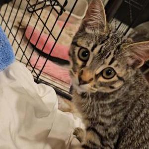 Lost Cat Meredith 'Meri'