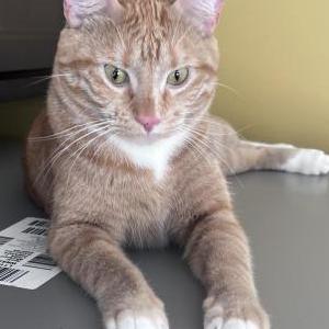 Lost Cat Ginger