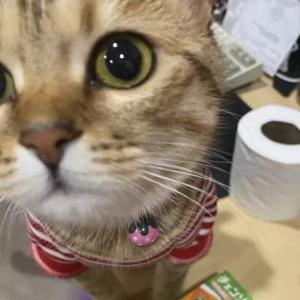 Lost Cat Miso