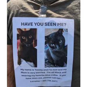 Lost Cat Timmy TIM Tim