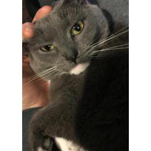 Lost Cat Grumblina