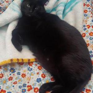Lost Cat Blackie